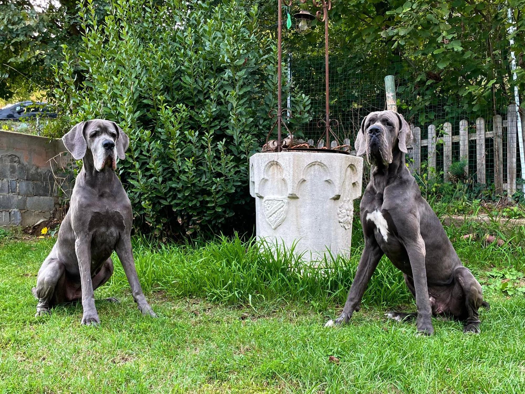 Bnb Dog And Friend Rocchetta Tanaro Eksteriør billede