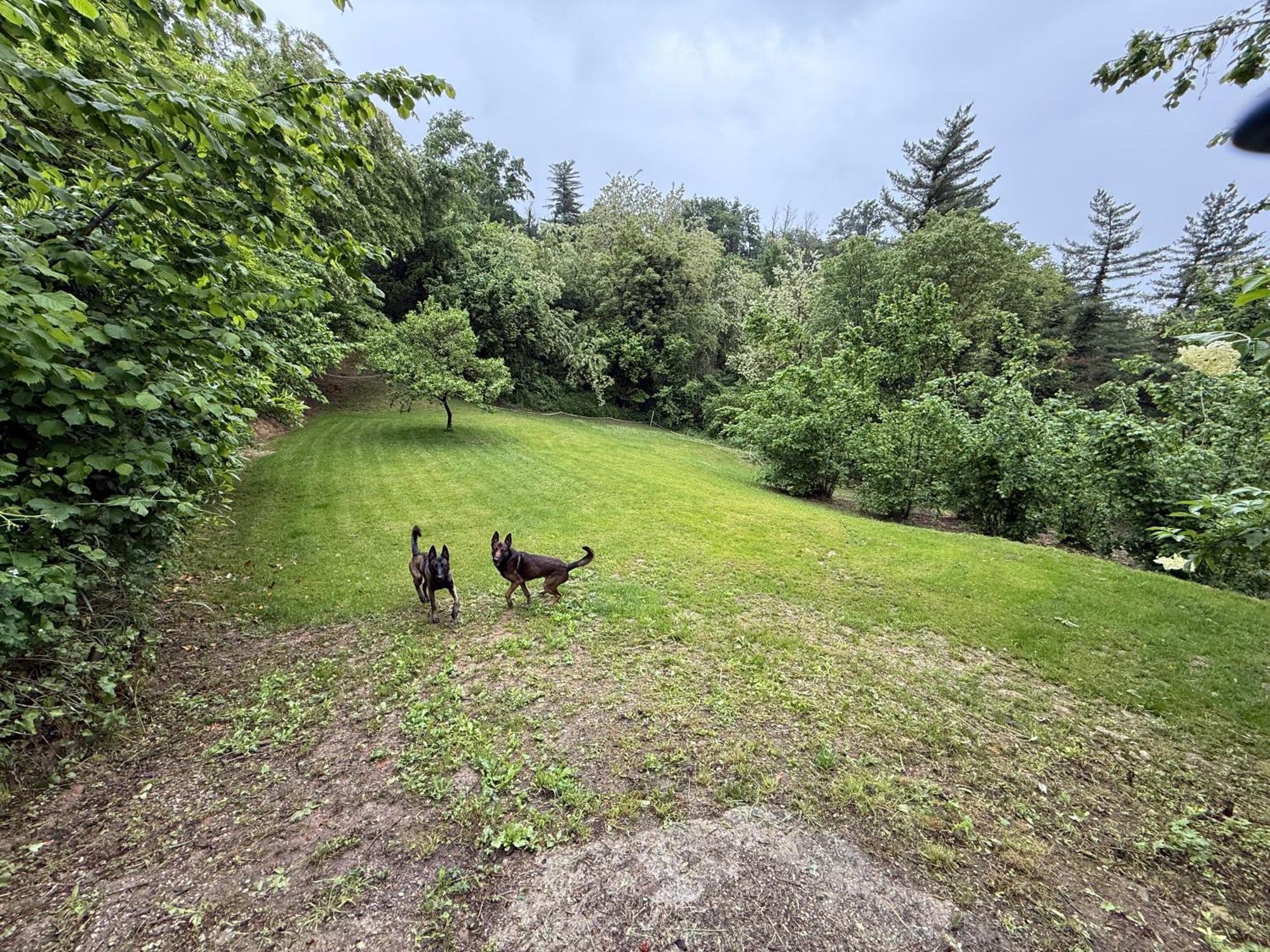 Bnb Dog And Friend Rocchetta Tanaro Eksteriør billede